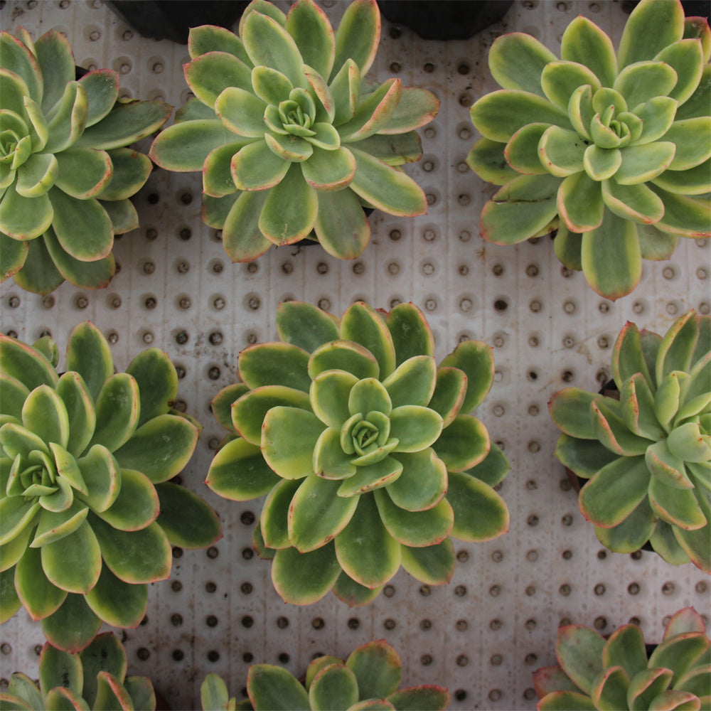 Echeveria Golden Glow variegated Succulents