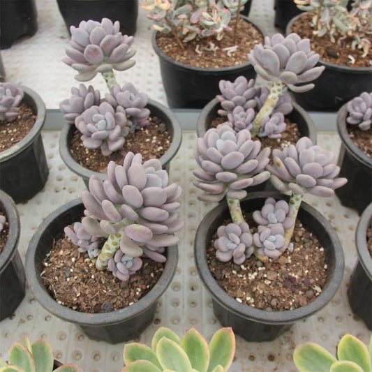 Pechyphytum bracteosum Succulents