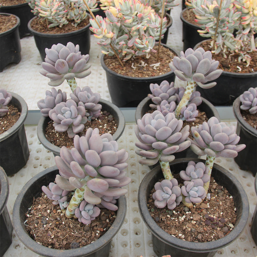 Pechyphytum bracteosum Succulents