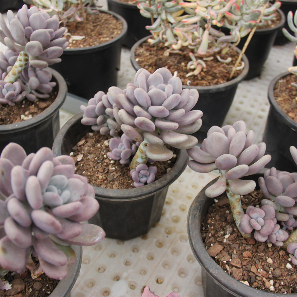 Pechyphytum bracteosum Succulents