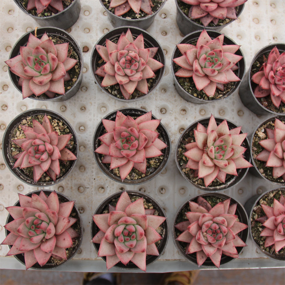 Echeveria Robin Star Succulents