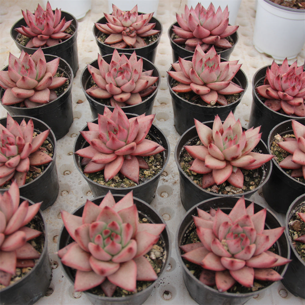 Echeveria Robin Star Succulents