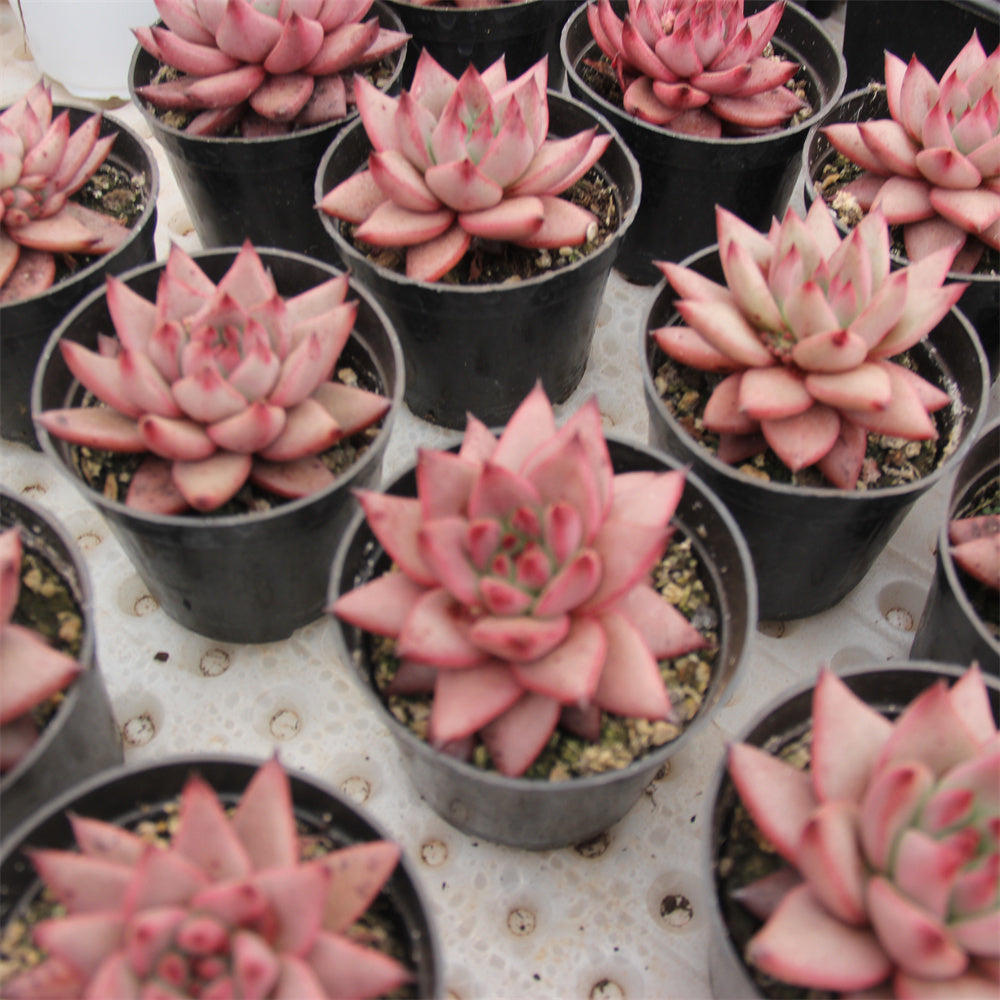 Echeveria Robin Star Succulents