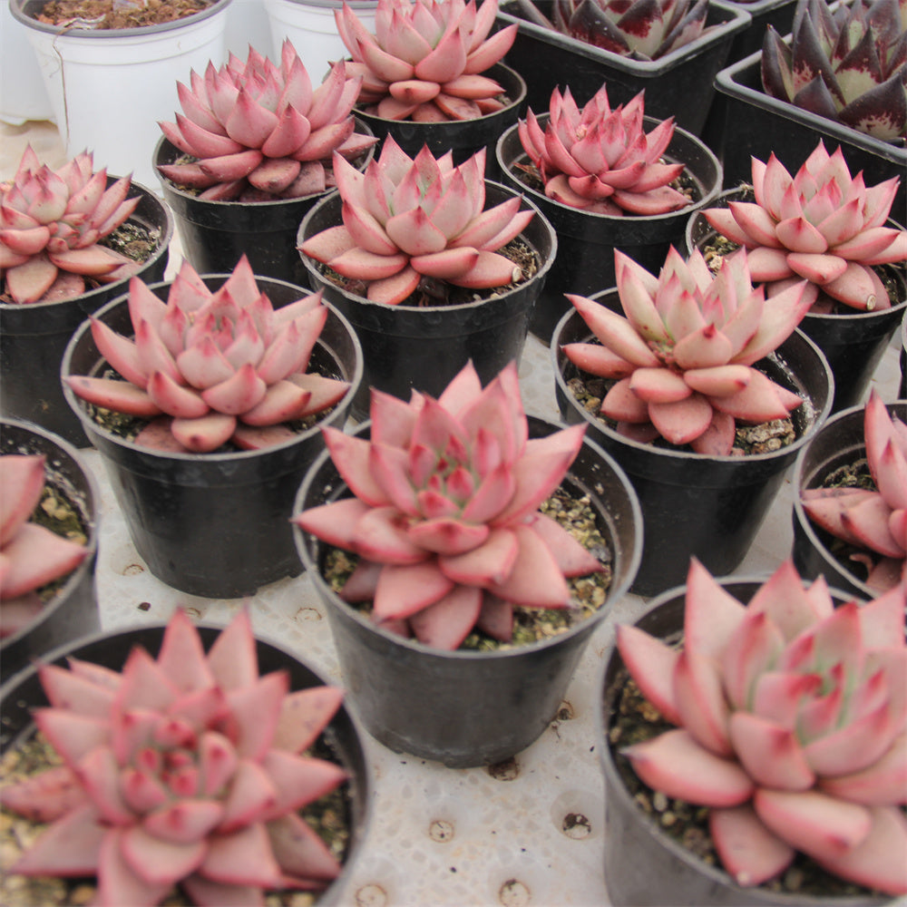 Echeveria Robin Star Succulents