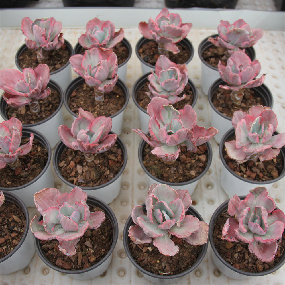 Echeveria Fly Cloud variegated Succulents