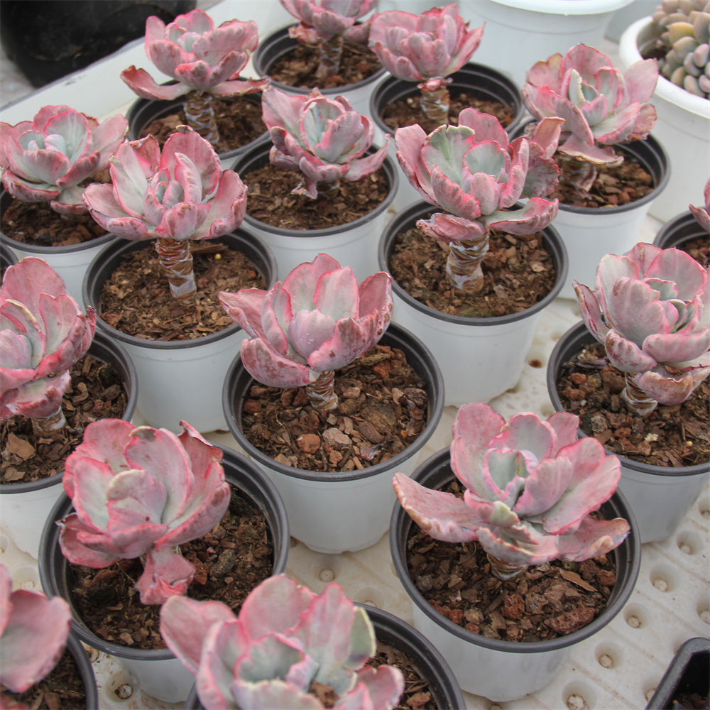 Echeveria Fly Cloud variegated Succulents