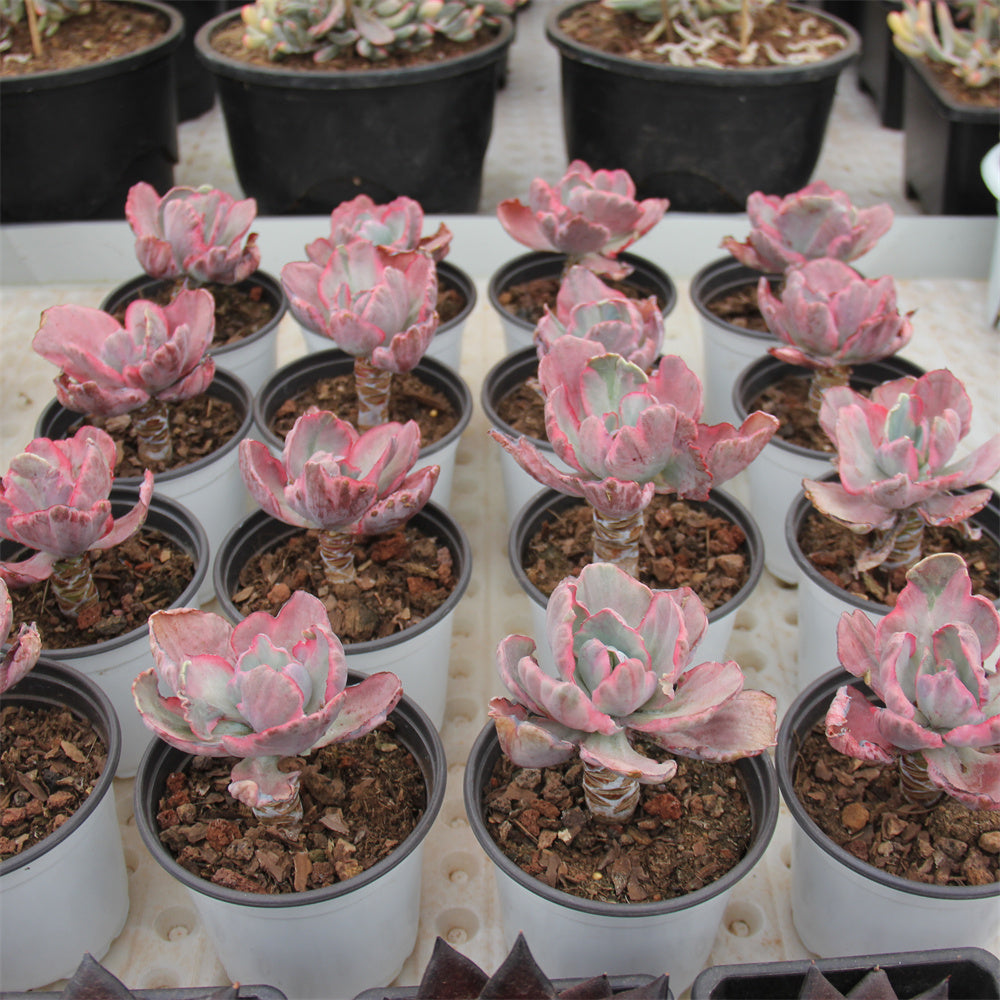 Echeveria Fly Cloud variegated Succulents