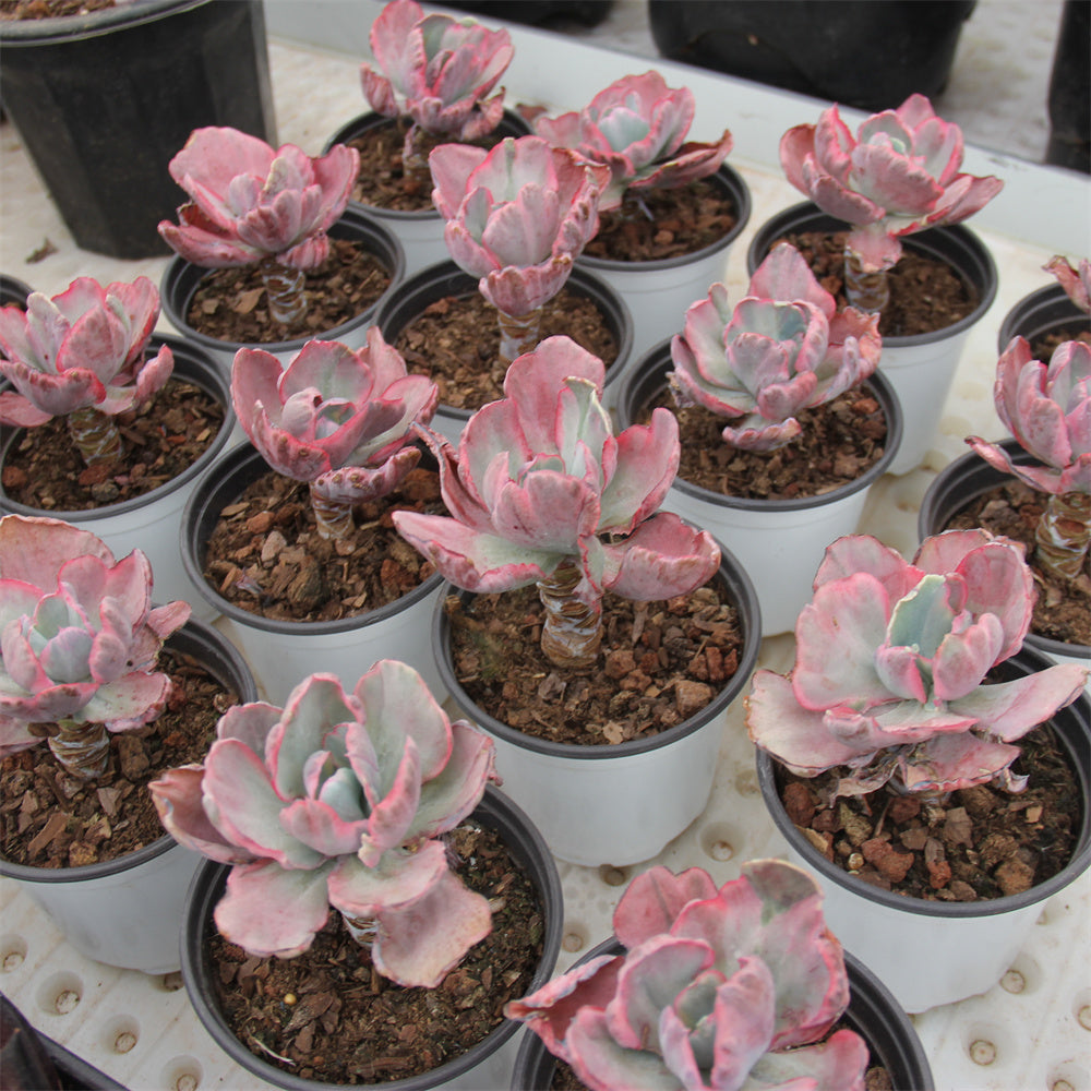 Echeveria Fly Cloud variegated Succulents