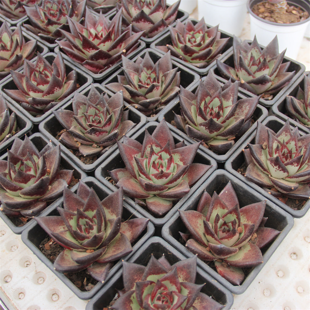 Echeveria agavoides 'Ebony' Succulents