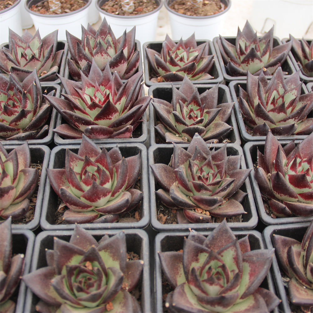 Echeveria agavoides 'Ebony' Succulents