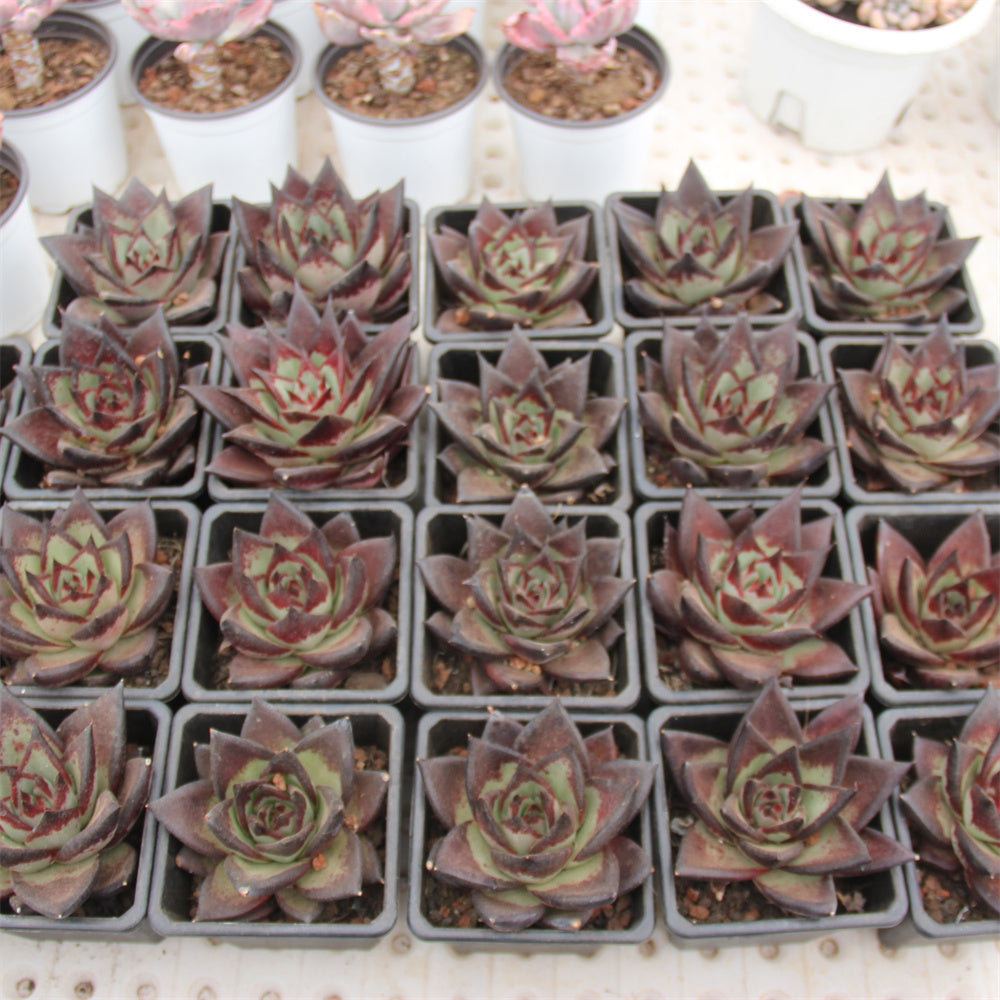 Echeveria agavoides 'Ebony' Succulents