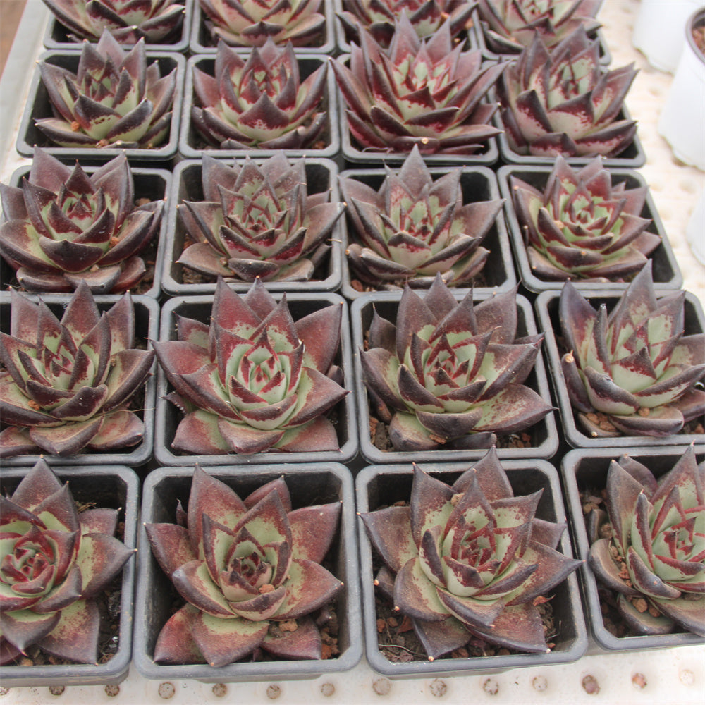 Echeveria agavoides 'Ebony' Succulents