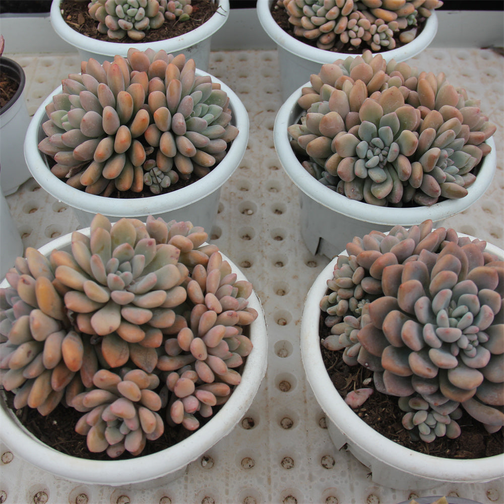 Graptopetalum spp.Xylitol Succulents