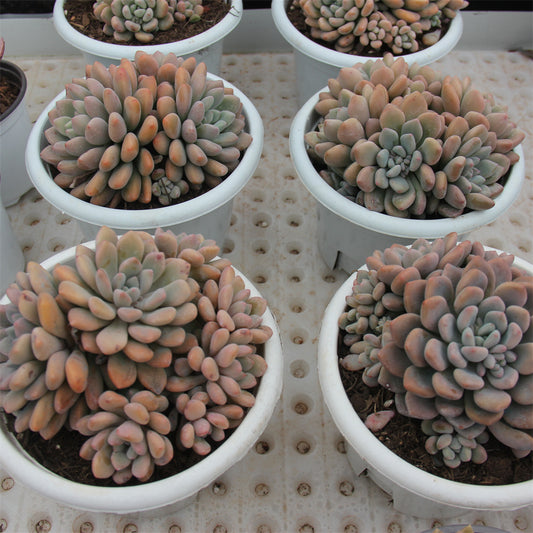 Graptopetalum spp.Xylitol Succulents