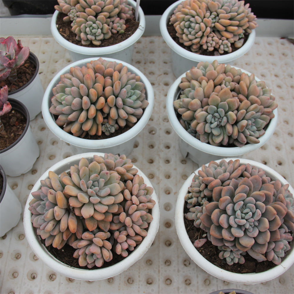 Graptopetalum spp.Xylitol Succulents