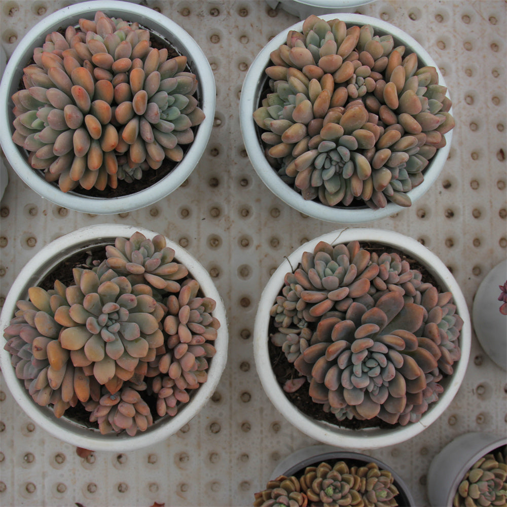 Graptopetalum spp.Xylitol Succulents