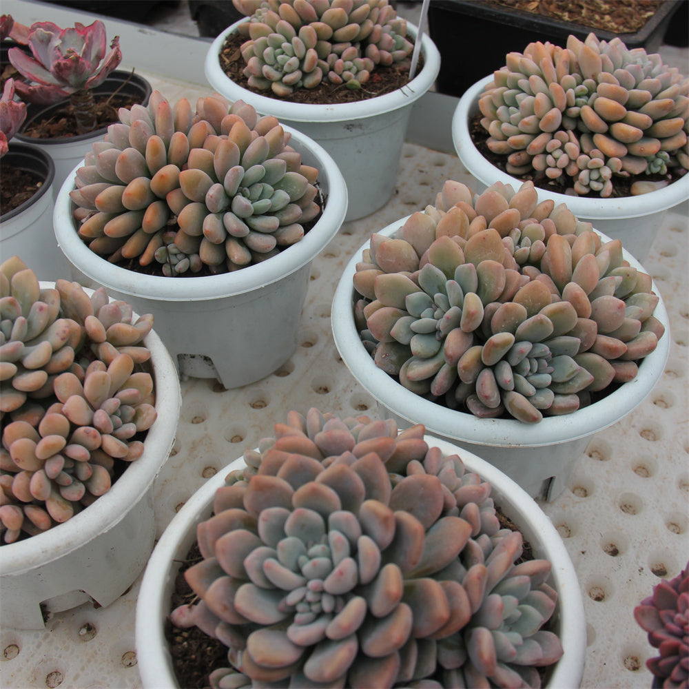 Graptopetalum spp.Xylitol Succulents