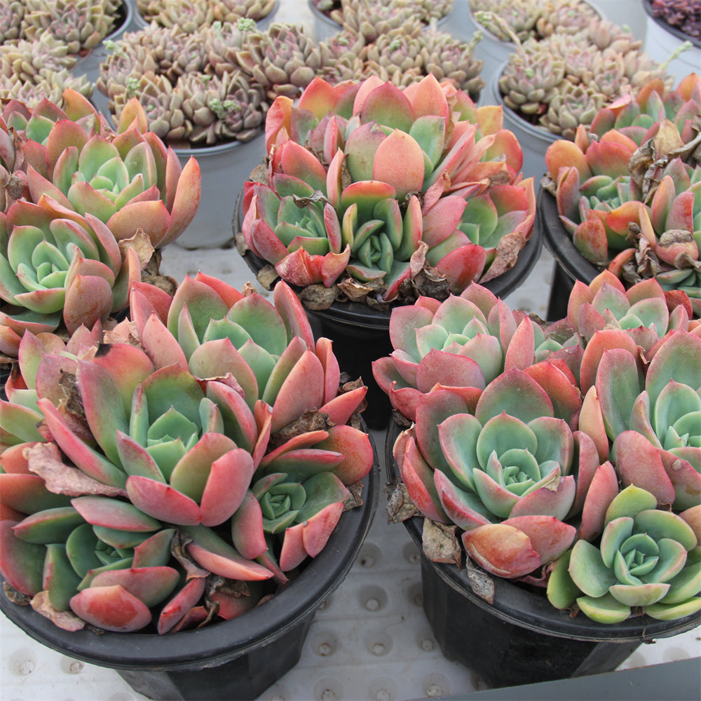 Echeveria Luella Succulents