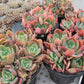 Echeveria Luella Succulents