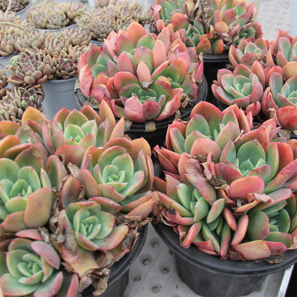 Echeveria Luella Succulents