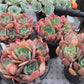 Echeveria Luella Succulents