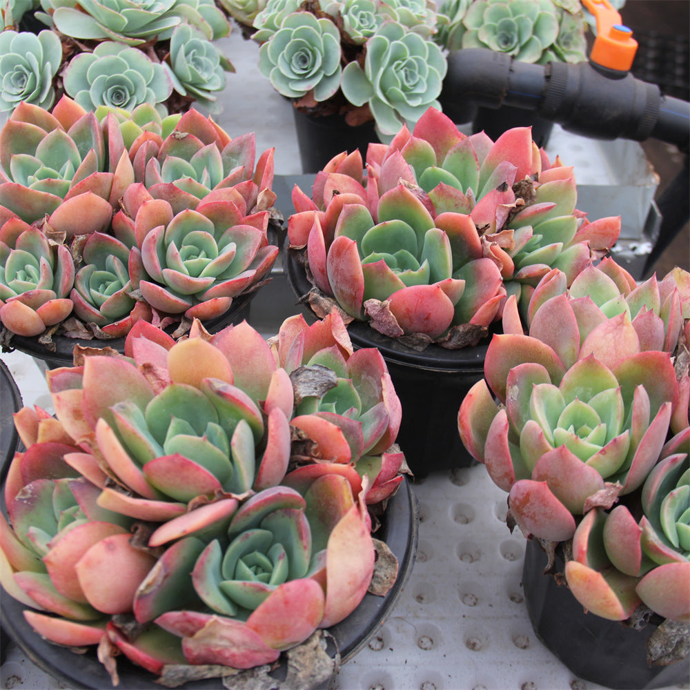 Echeveria Luella Succulents