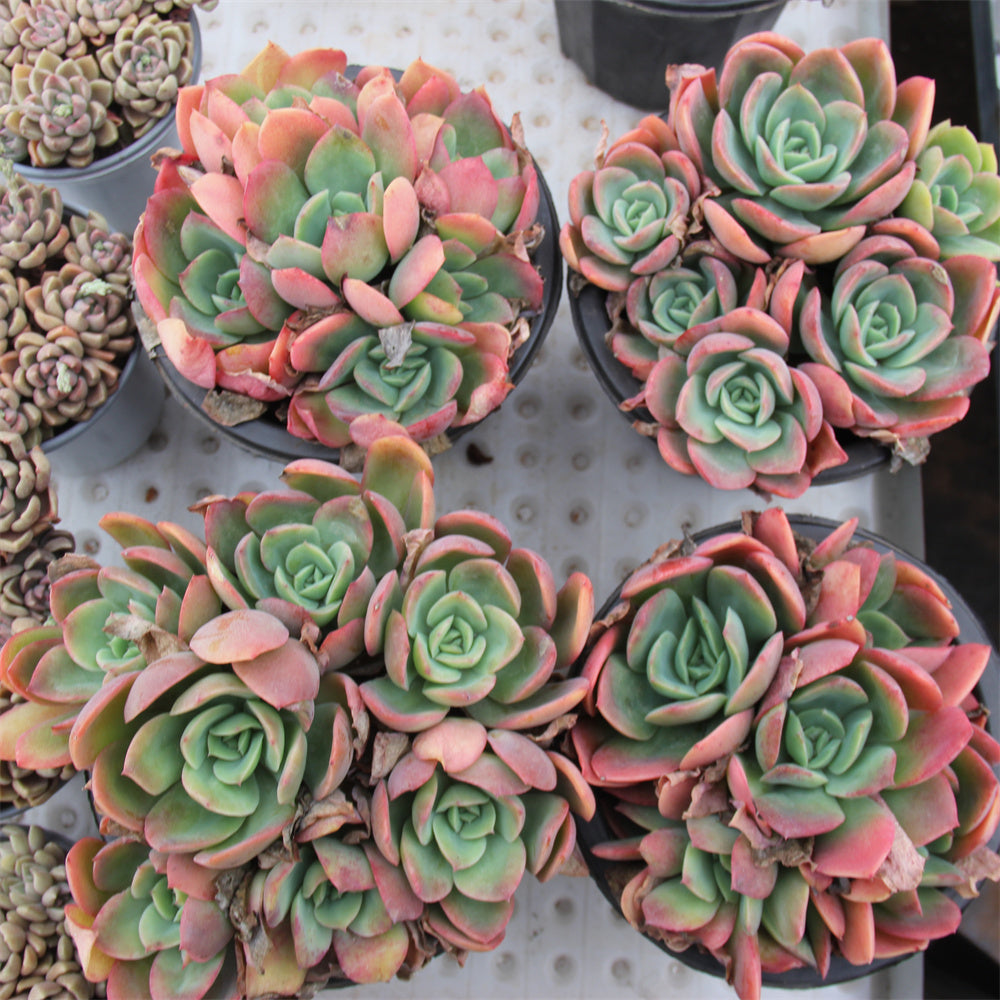 Echeveria Luella Succulents