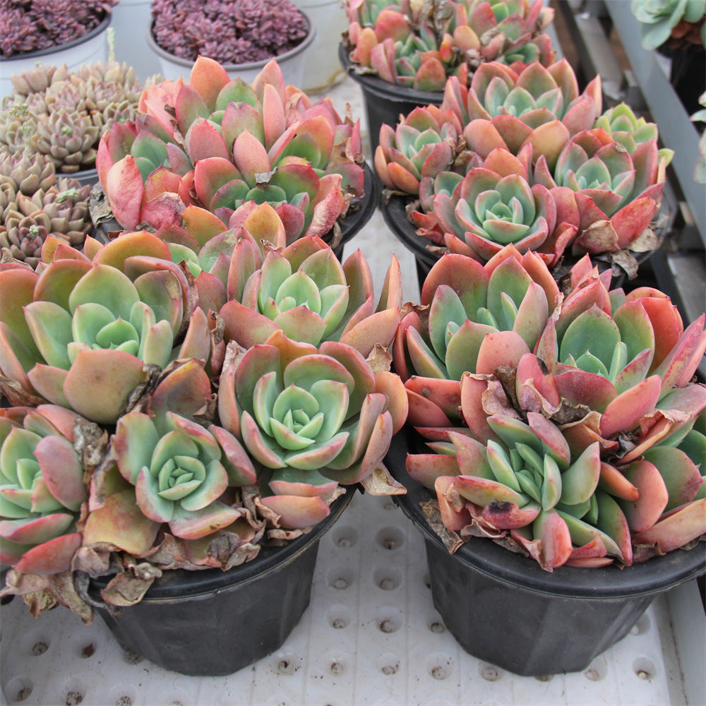 Echeveria Luella Succulents