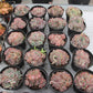 Echeveria pulidonis Succulents