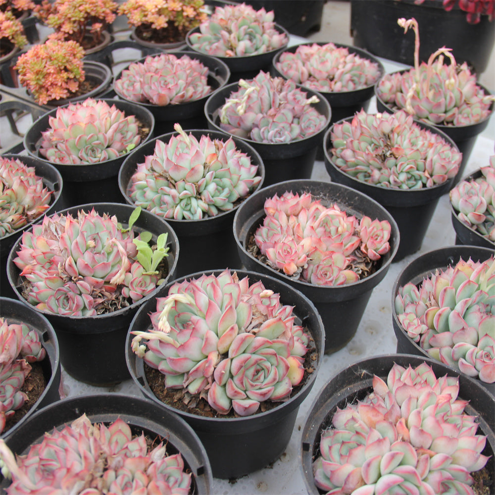 Echeveria pulidonis Succulents