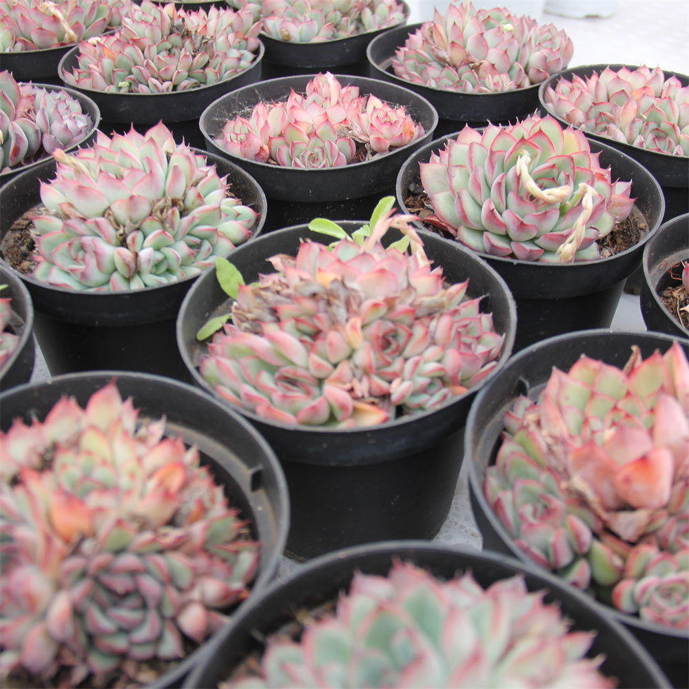 Echeveria pulidonis Succulents