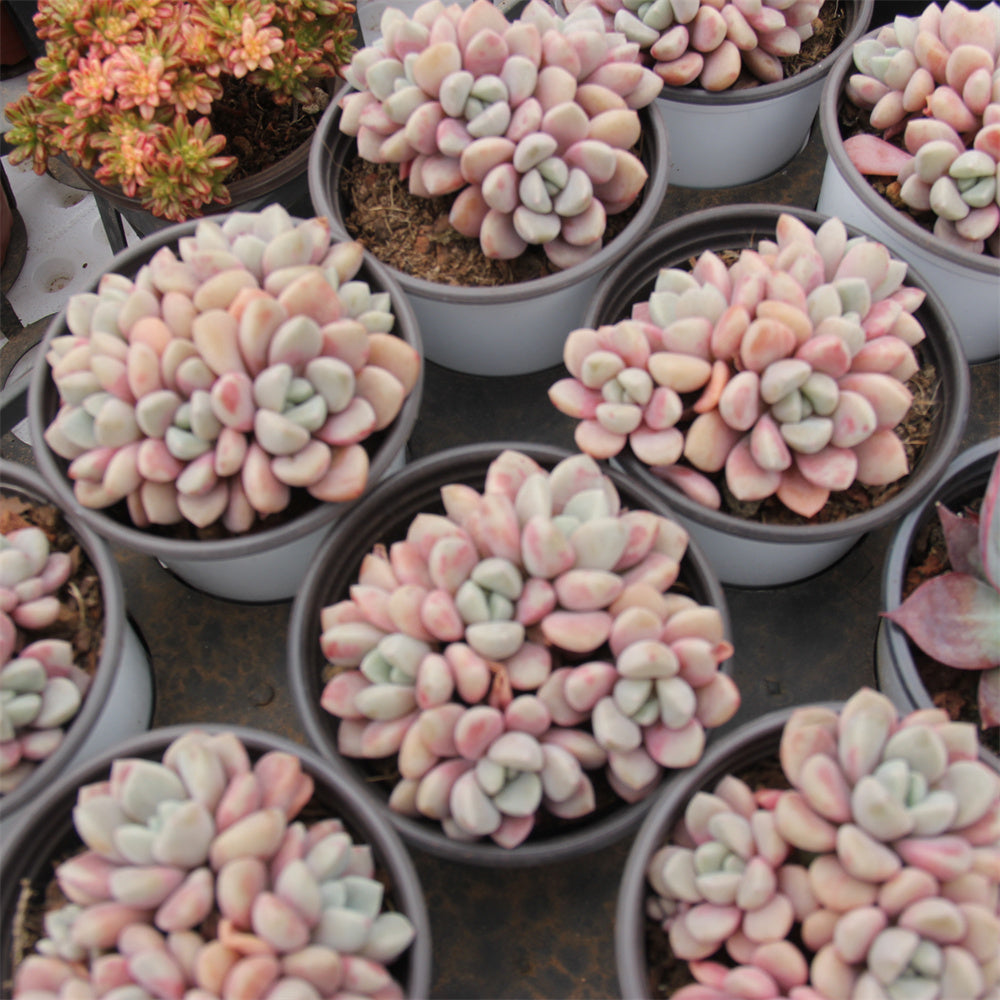 Sedum ssp.Prophet Succulents