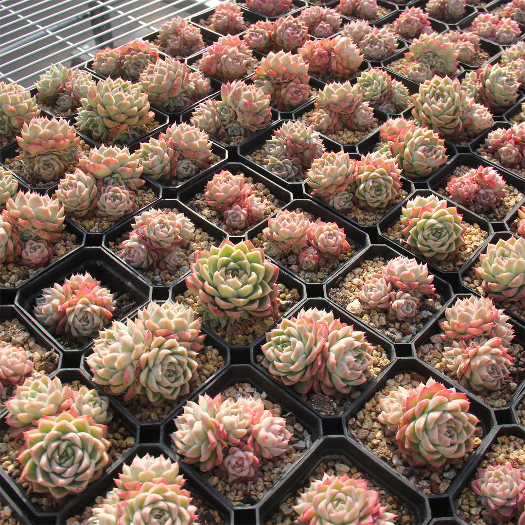 Echeveria red Queen Succulents