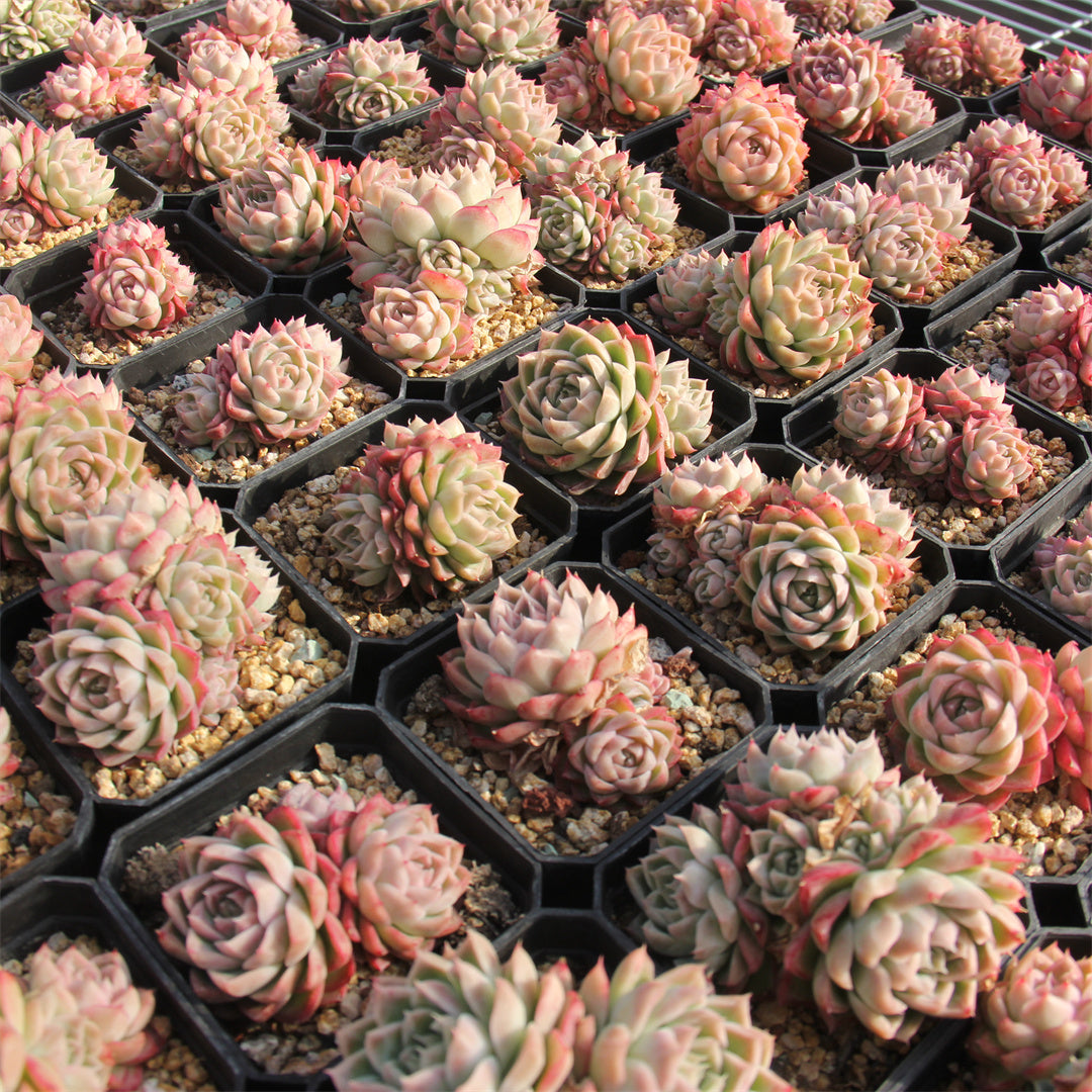 Echeveria red Queen Succulents