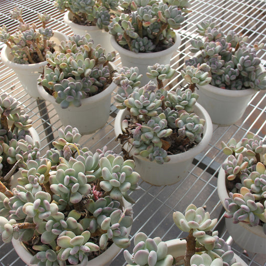 Pachyphytum oviferum MIKADUKIBIJIN Succulents