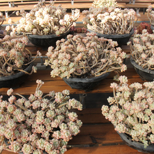 Sedum clavatum Succulents