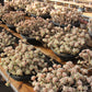 Sedum clavatum Succulents