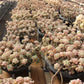 Sedum clavatum Succulents