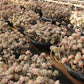 Sedum clavatum Succulents