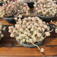 Sedum clavatum Succulents