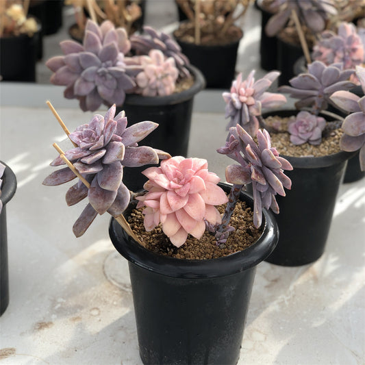 Graptopetalum superbum variegated Succulents TaoSucculent