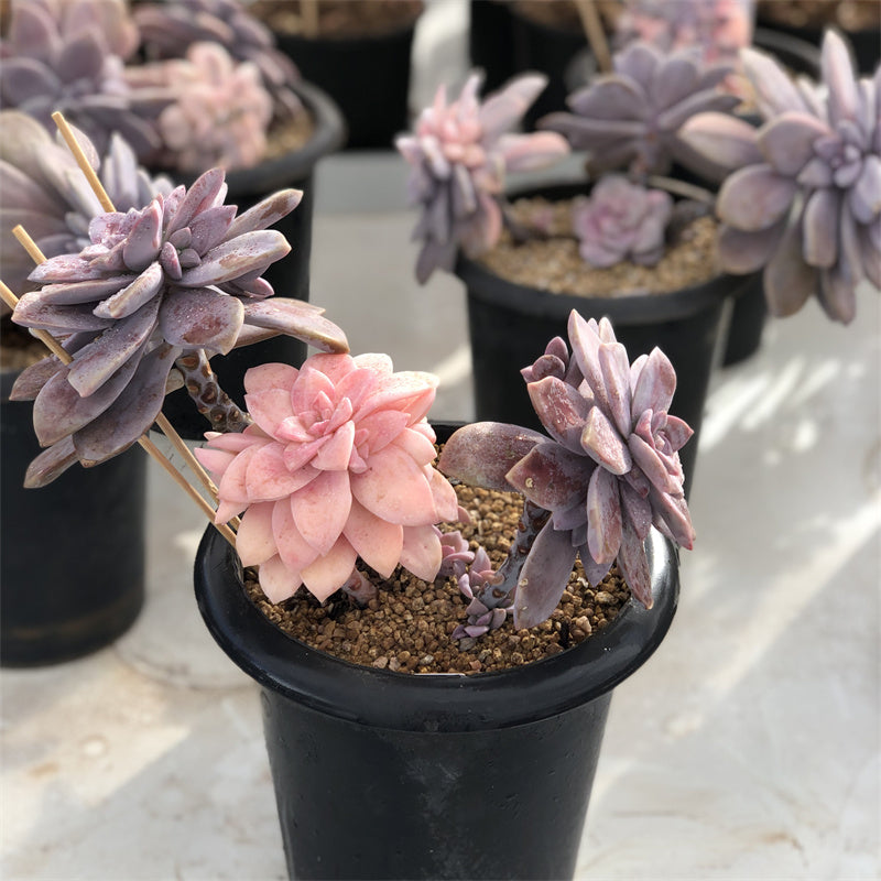 Graptopetalum superbum variegated Succulents TaoSucculent