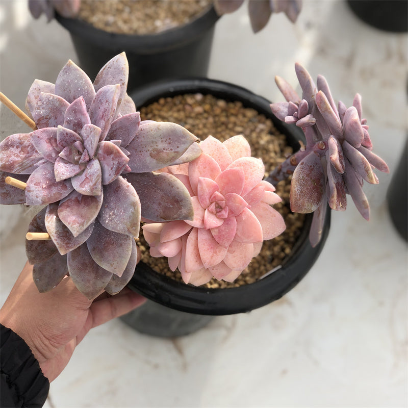 Graptopetalum superbum variegated Succulents TaoSucculent