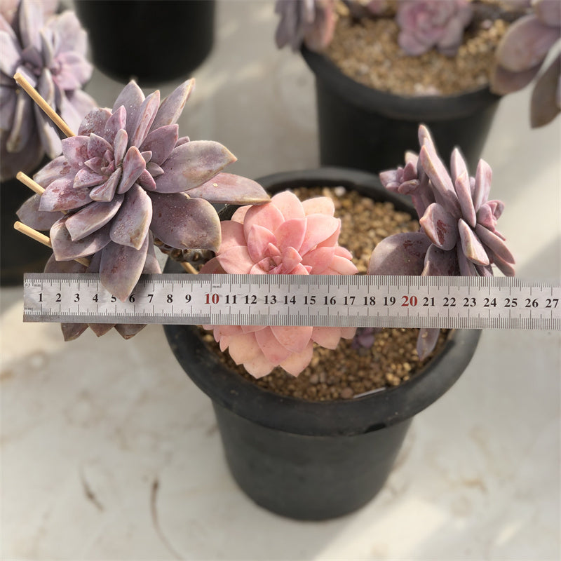 Graptopetalum superbum variegated Succulents TaoSucculent