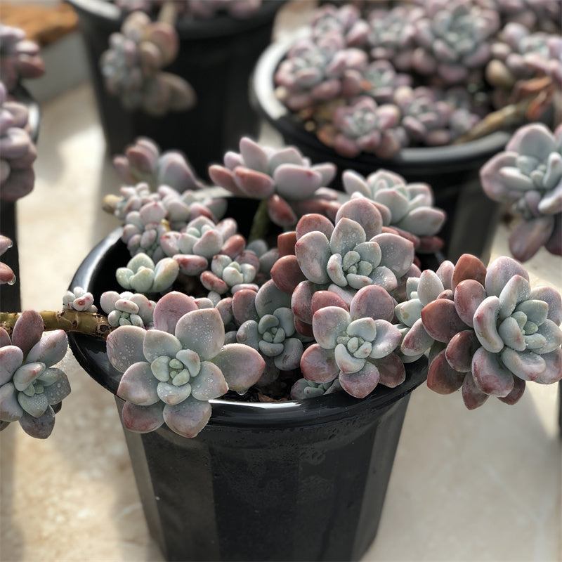 Graptopetalum spp.red muil Succulents TaoSucculent