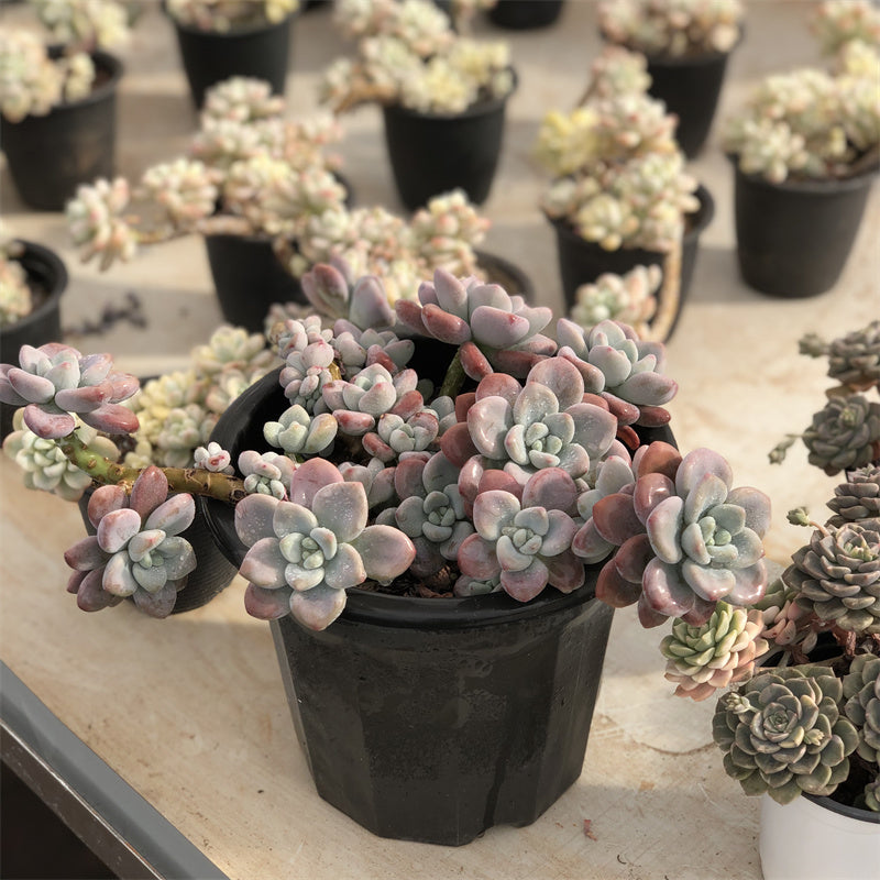 Graptopetalum spp.red muil Succulents TaoSucculent