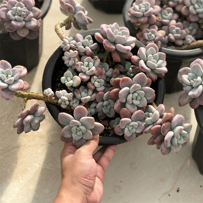 Graptopetalum spp.red muil Succulents TaoSucculent