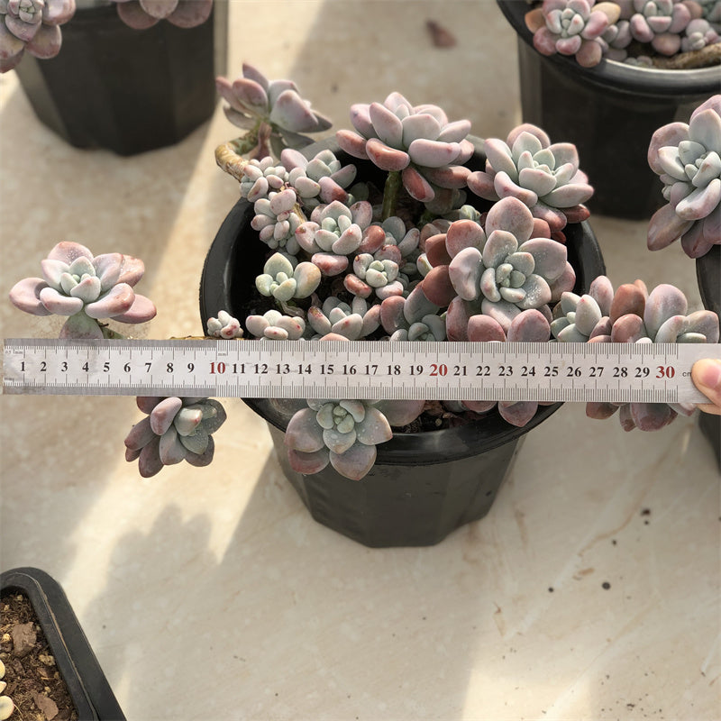 Graptopetalum spp.red muil Succulents TaoSucculent