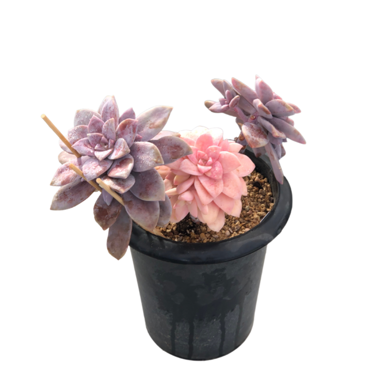 Graptopetalum superbum variegated Succulents TaoSucculent