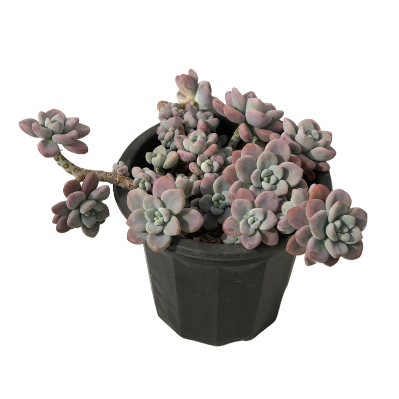 Graptopetalum spp.red muil Succulents TaoSucculent